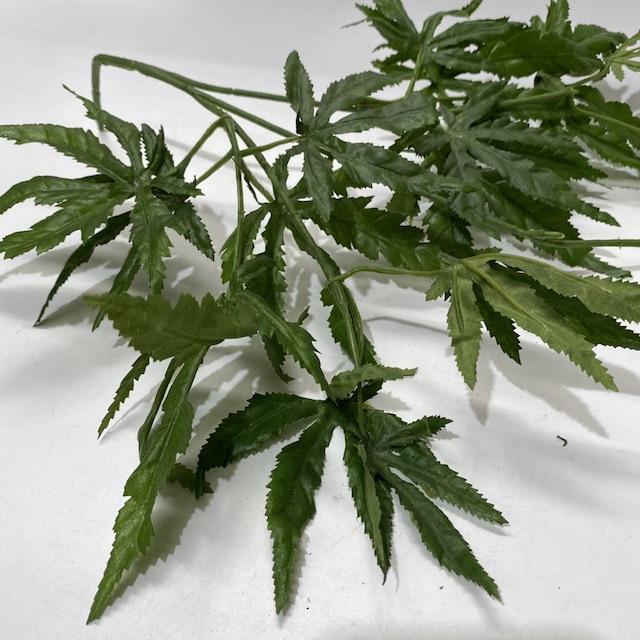 GREENERY, Marijuana Plant - Spray